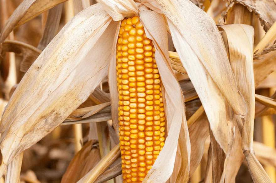 养猪省成本关键!玉米选得好,养猪亏得少