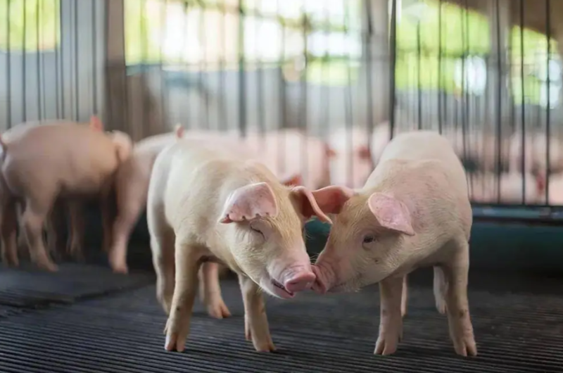 猪价7连涨！均价5.84元逼近6元，何时能破？