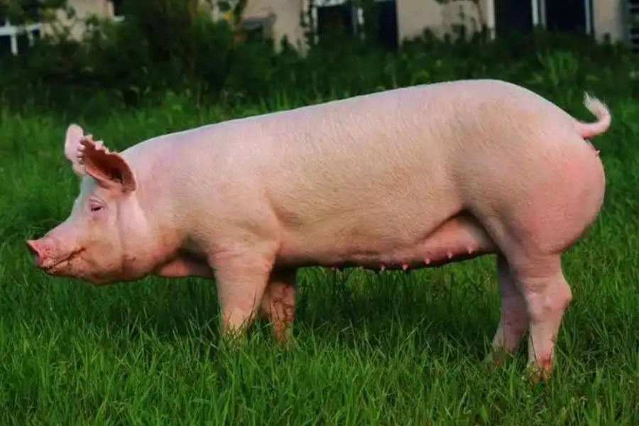 12 月上旬猪价反弹，下旬走势会更好吗？