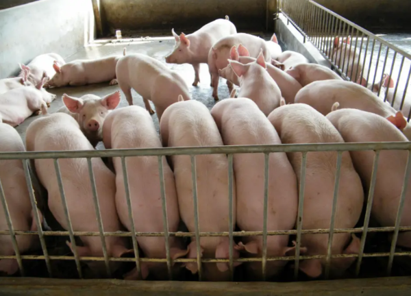 本轮猪周期低谷为何这么长？养猪人的出路在这