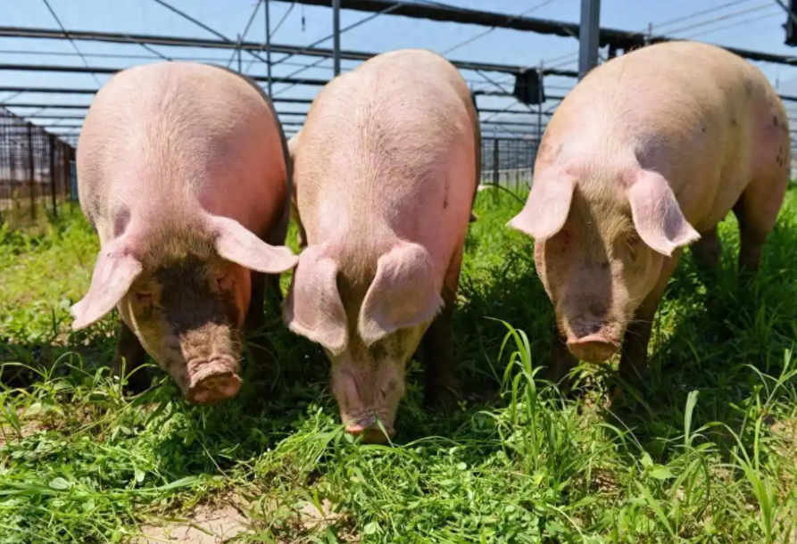 养猪新突破：基因技术精准选种，轻松挑好猪，效益翻番！