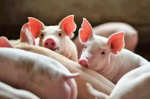 2025冬防猪瘟！养猪人必看措施