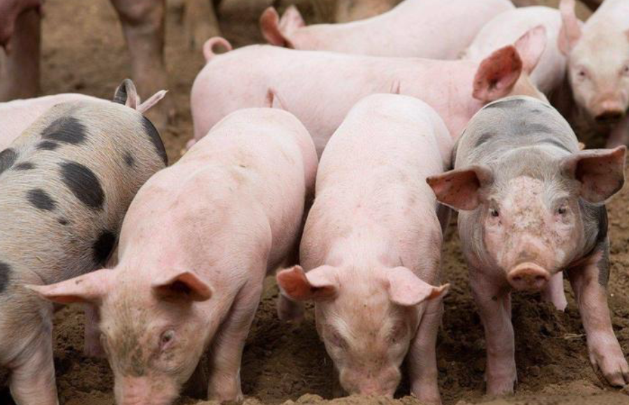 年末猪价三连涨破12元/公斤！翘尾行情能否燃至春节？