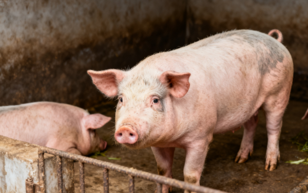 1767665406109943.png 1 (2).png