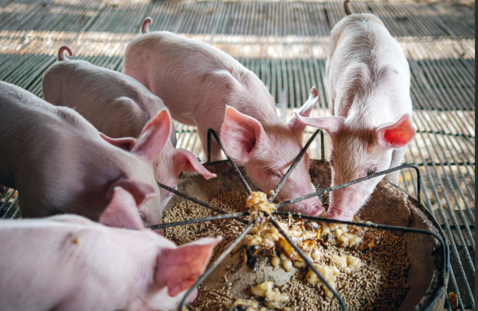 12月生猪屠宰量大涨!供需双增撑行情,1月或先减后增