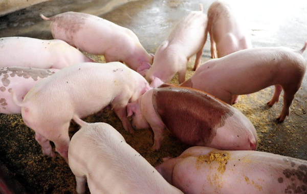 猪肉连涨、生猪震荡,1月备货旺季能打破僵局吗?