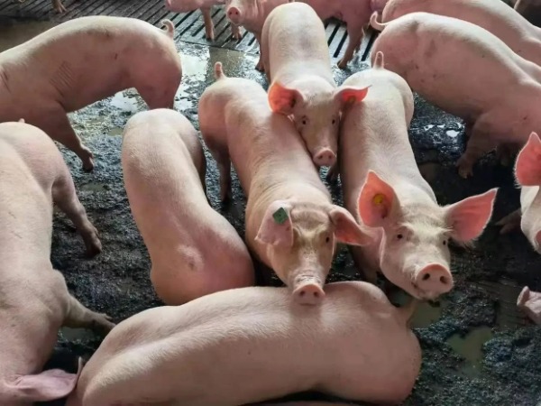 森澳达巨快|猪企去产能呼声背后,出栏量却意外暴增!猪价翻身在望?