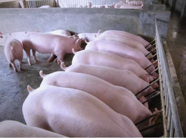 1768460045209282.jpg 微信图片_20260114175637_66_2.jpg