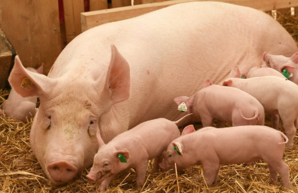母猪喂不对料全白搭！分阶段喂对料很重要！