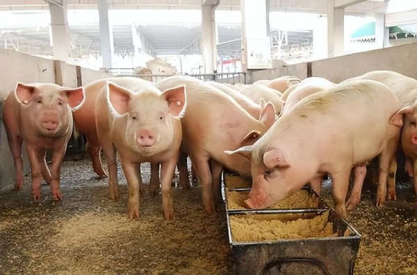 仔猪食欲不振？别瞎喂！从原因到解决方案，养猪人收藏这篇就够了