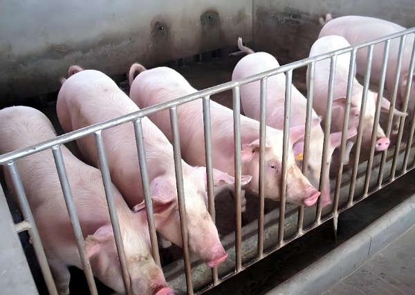 1769997241129114.jpg ScreenShot_2025-12-29_095034_321.jpg