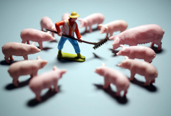 2026养猪太难！饲料涨100元/吨，仔猪飙85%，森澳达巨快帮你破局