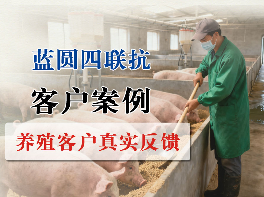 【蓝圆四联抗】500头规模猪场，蓝耳阳性反复难控，30天转阴稳全群