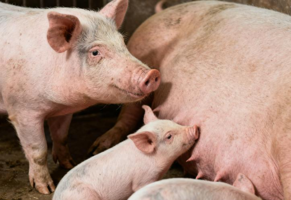 政策发力去产能！母猪再减311万头？森澳达伴养殖户积极应对迎拐点！