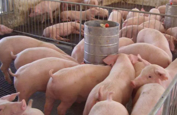 仔猪入场应激防控指南：大合同猪场春季养殖必看