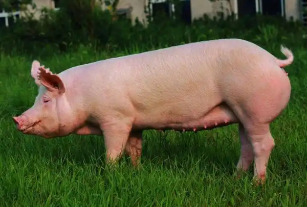 猪价创近20年新低，发改委出手救市，下半年能扭亏吗？