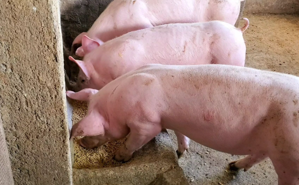 猪价破10元！深度亏损下，猪场如何穿越第五轮猪周期？