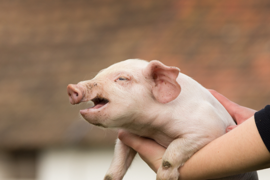 春季猪场必防！猪瘟+伪狂犬病防控实操指南