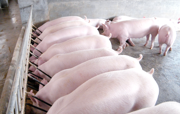 大猪卖不动、猪价难上涨?3月市场信号预警,4月猪价走势已明确