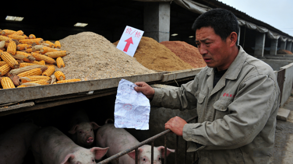 代养费被扣光?别冤!合同代养饲料坑避坑指南