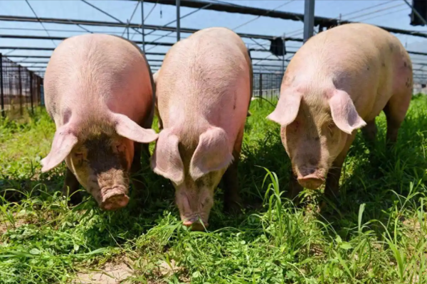 料肉比降0.1，万头场年增40万！4招把料比压到2.4以内