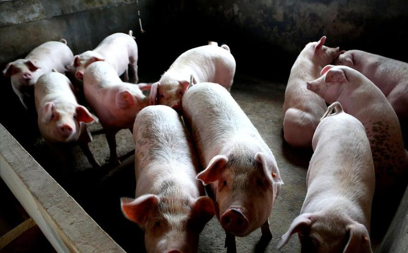 春过夏季猪不吃料？除了降温，这 2 个营养方案很管用